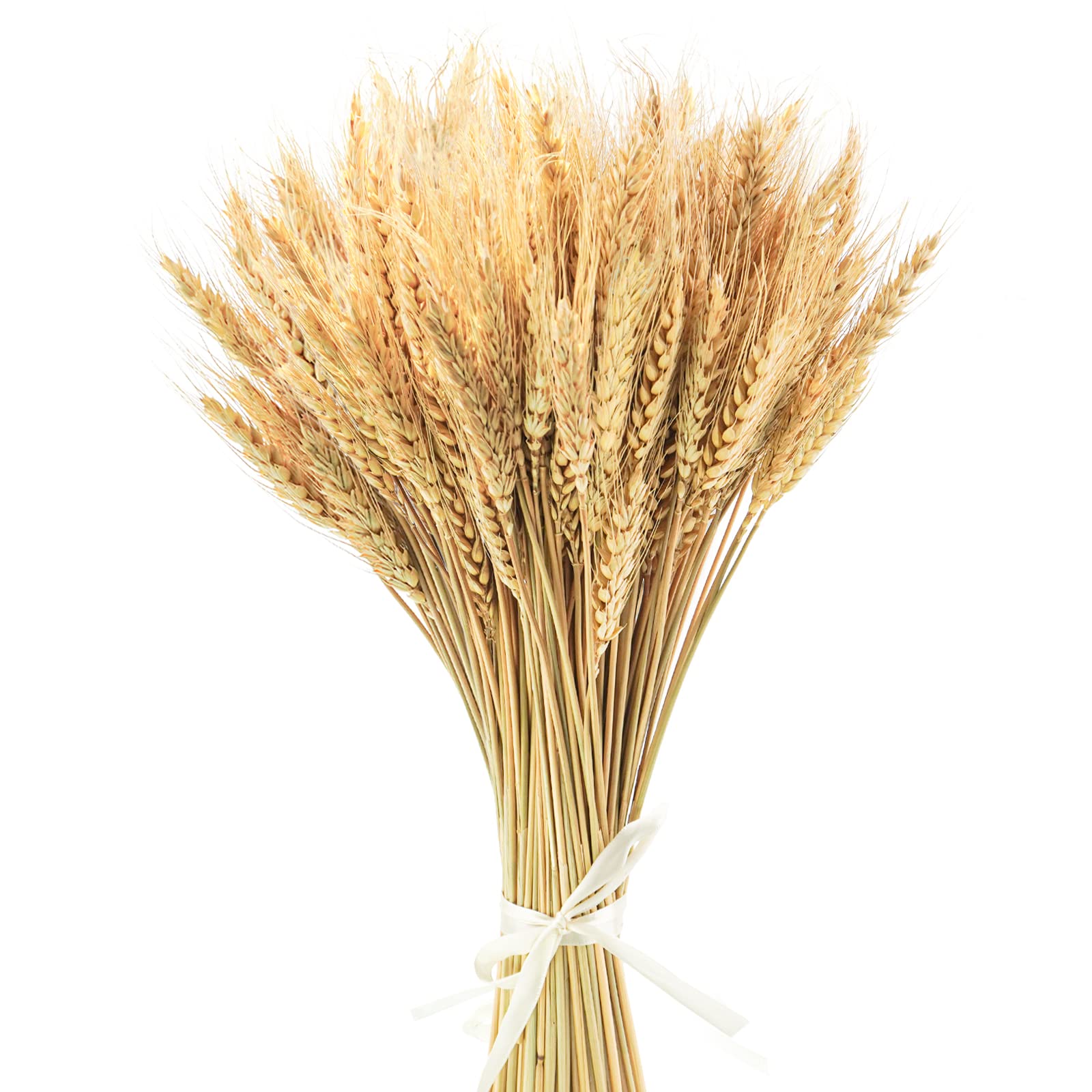 Golden Harvest Wheat Stems 100 Pack